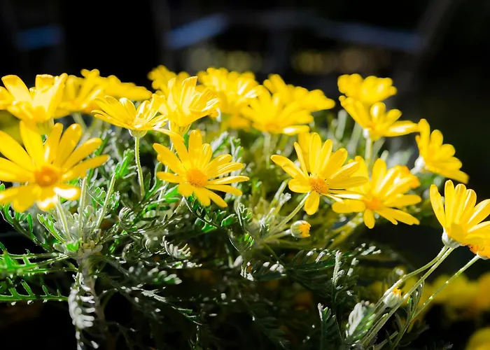Giardino E Piscina * Bellagio